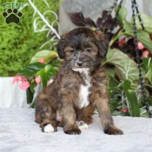 Remi, Yorkie Poo Puppy